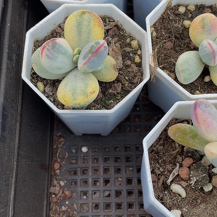 八角盆乒乓锦带盆