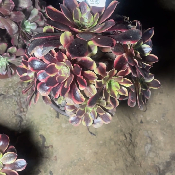 4038欧嘉莉的人多肉的