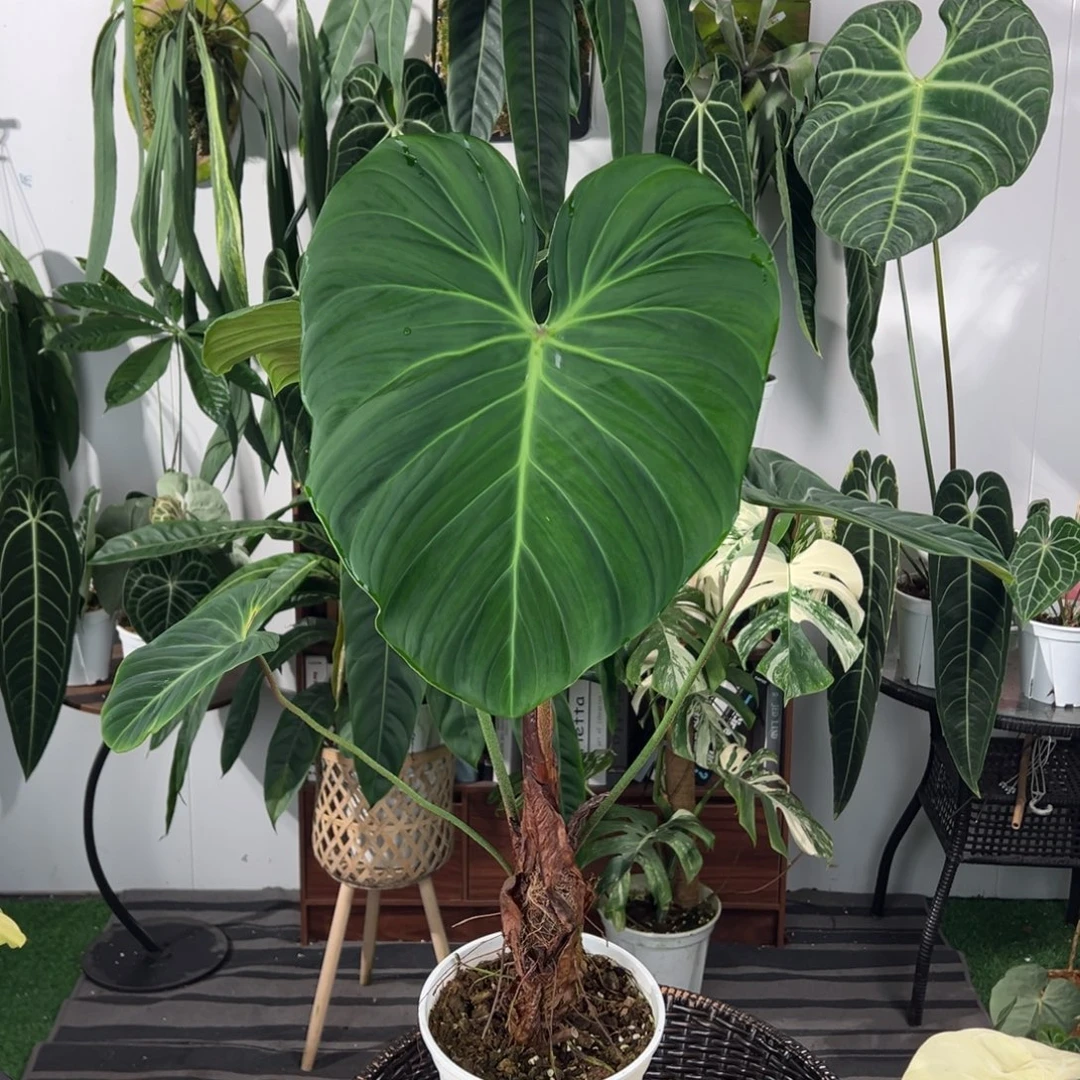 完全开放原种老桩巧克力蔓绿绒