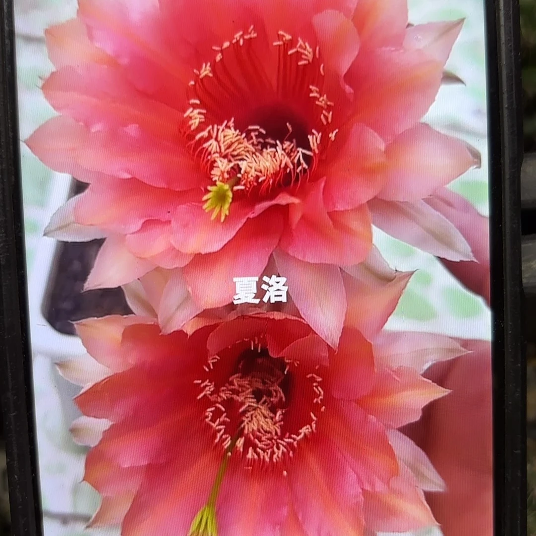 夏洛彩侧牙20包邮23
