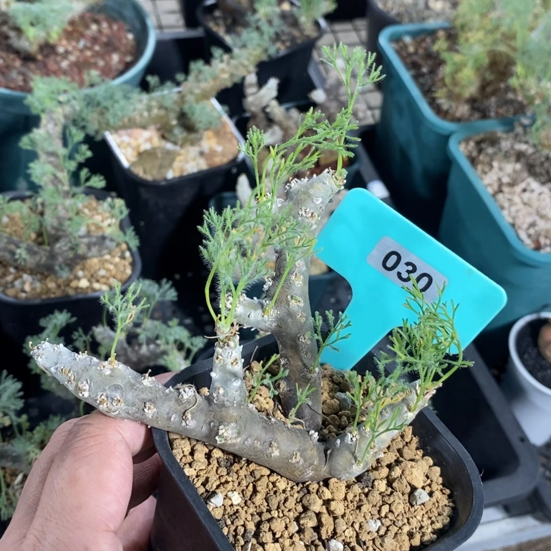 黑皮月界多肉植物