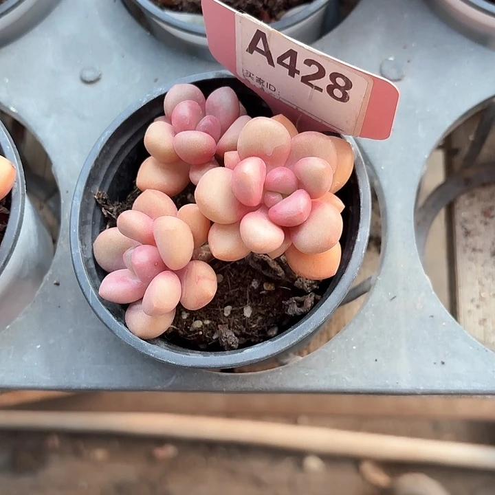 弓**人c j z xv b h 428