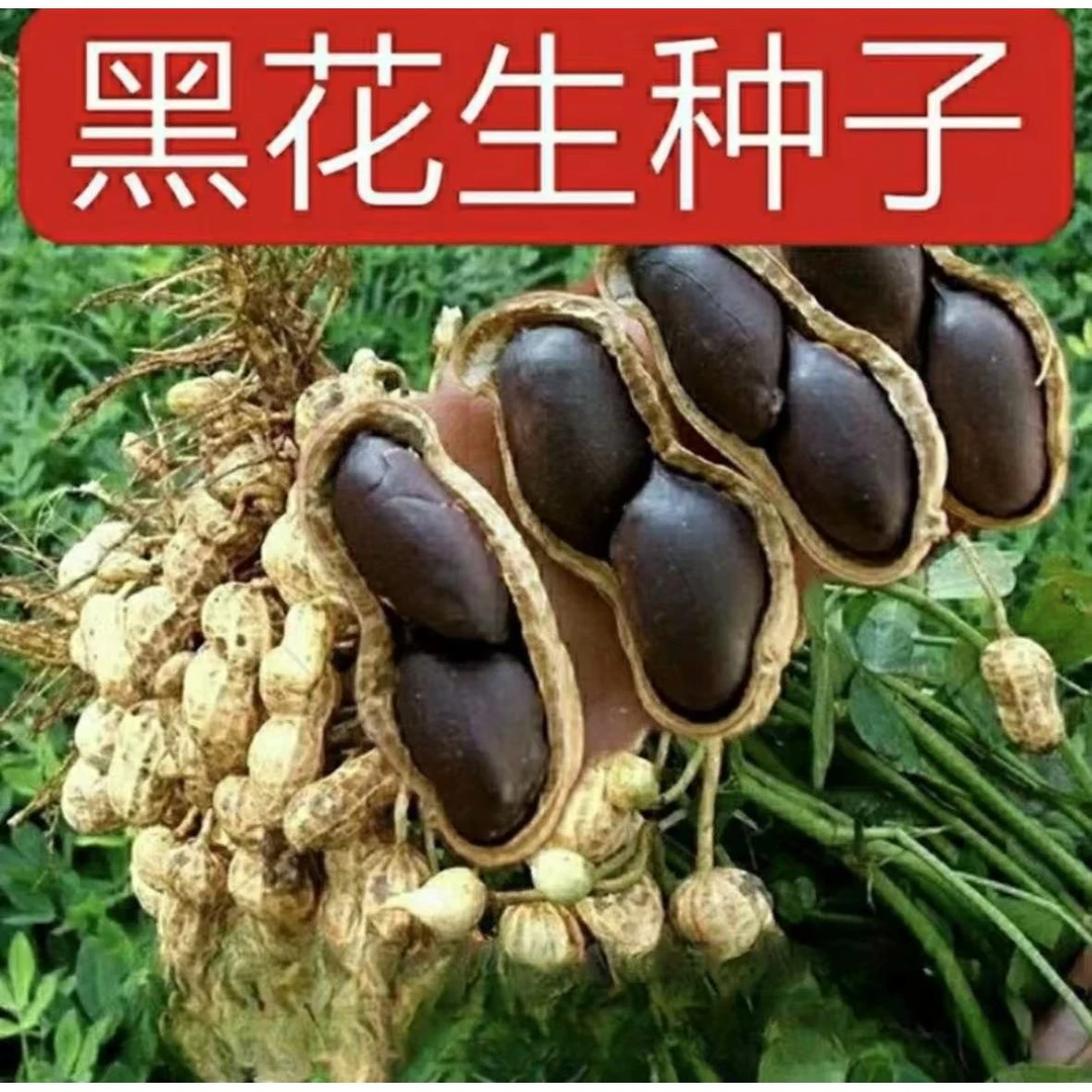 【懒汉黑花生种子】四季种植盆栽地栽阳台小院种植蔬菜种子