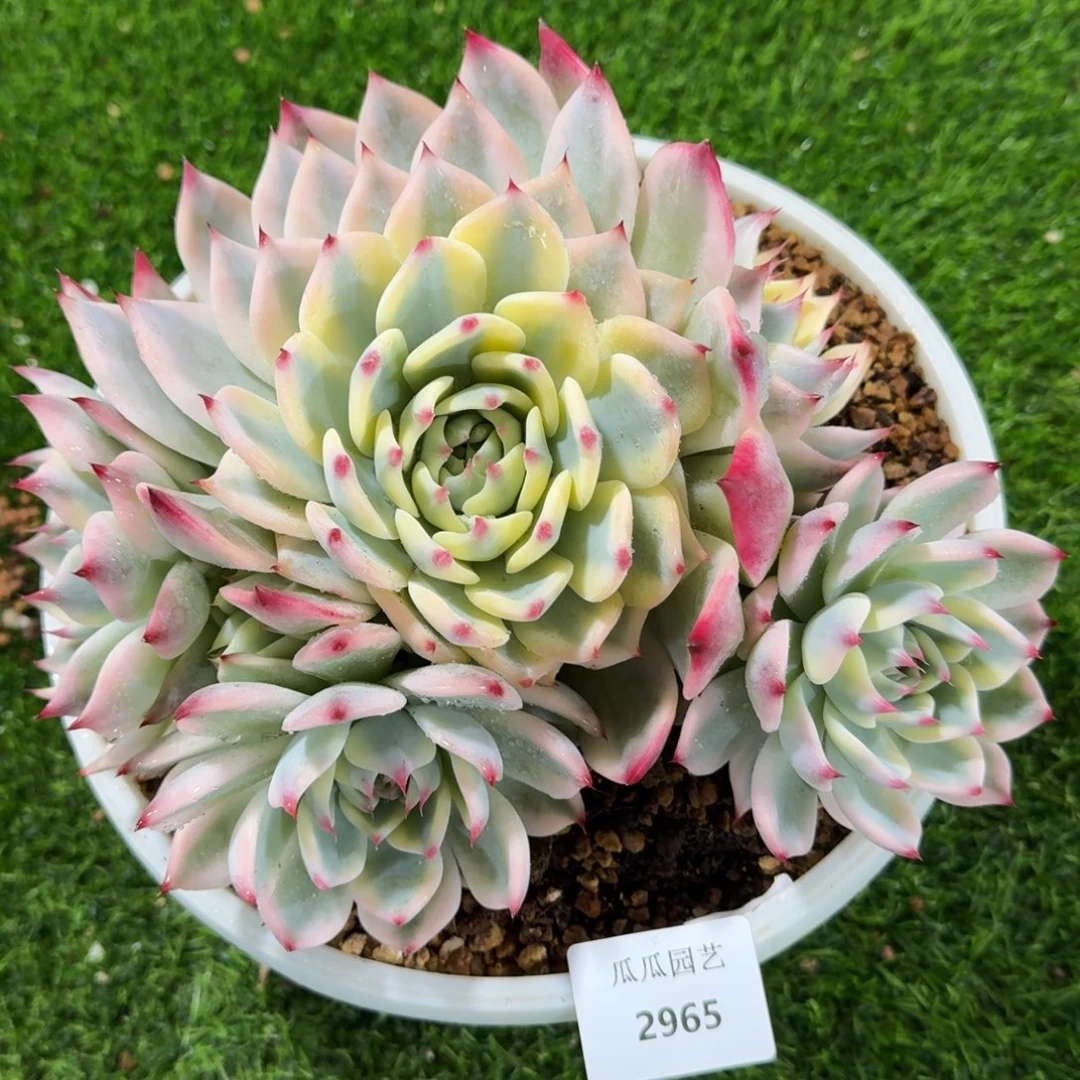 2965吉娃娃锦大群