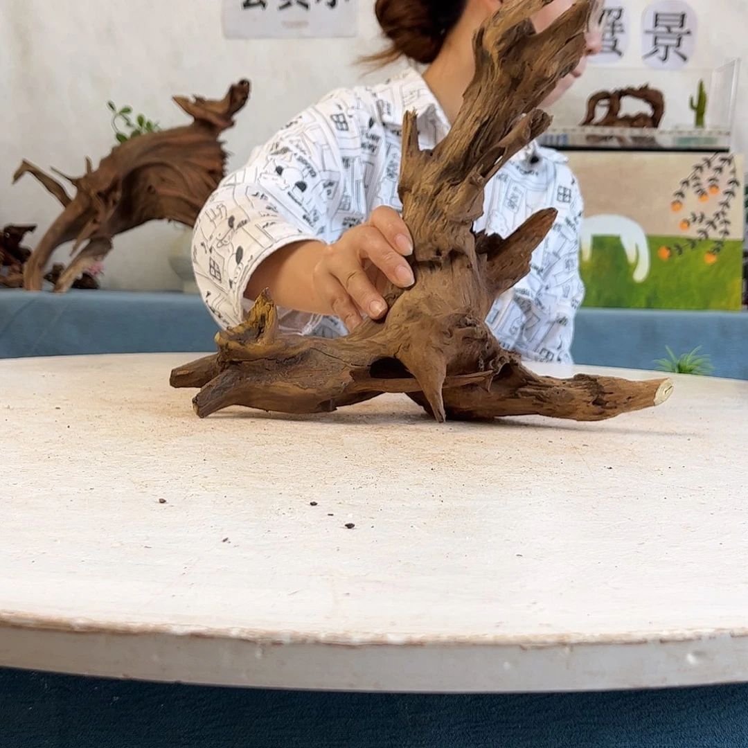 沉木造景寄居蟹景