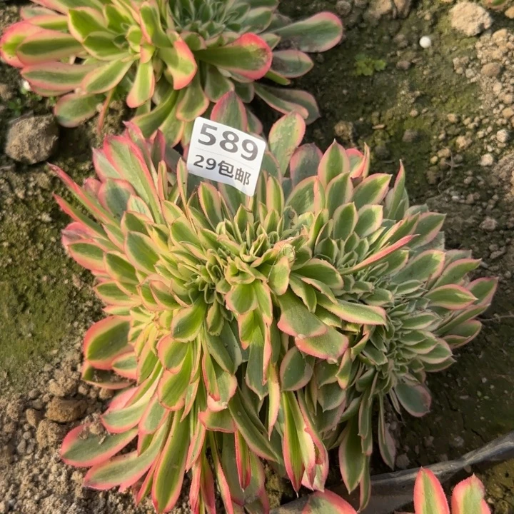 女巫缀……多肉植物的