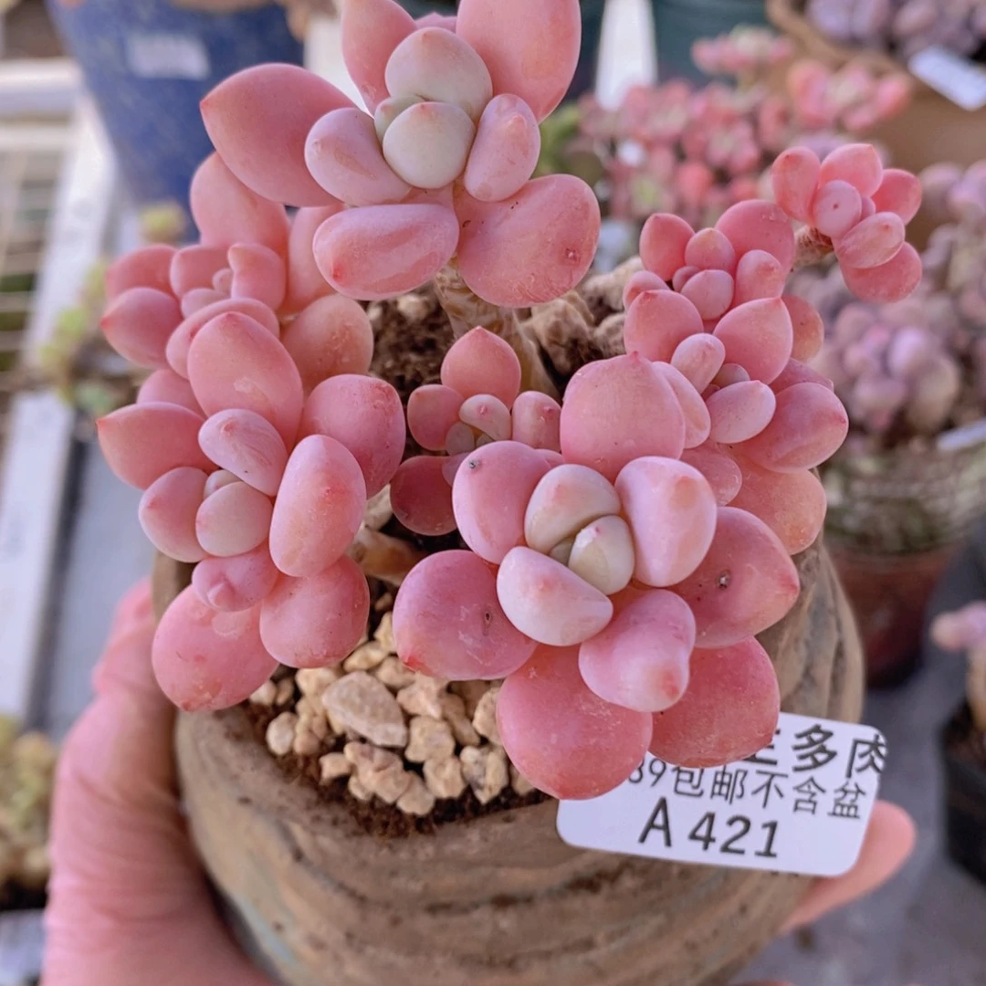 樱花洛神8cm421多肉植物