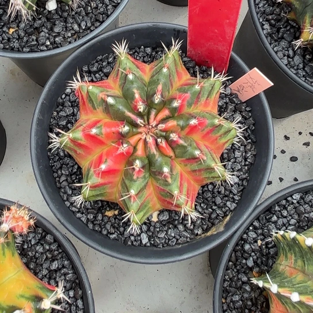 200-1031泰国发货多肉