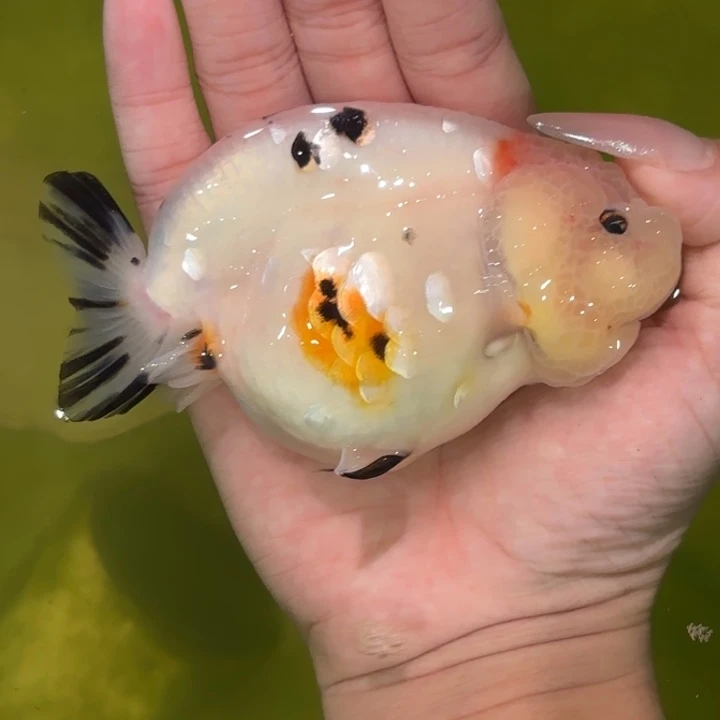 海水鱼兰寿活体淡水观赏鱼