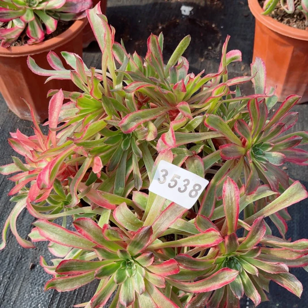 粉霞多肉28包邮发货