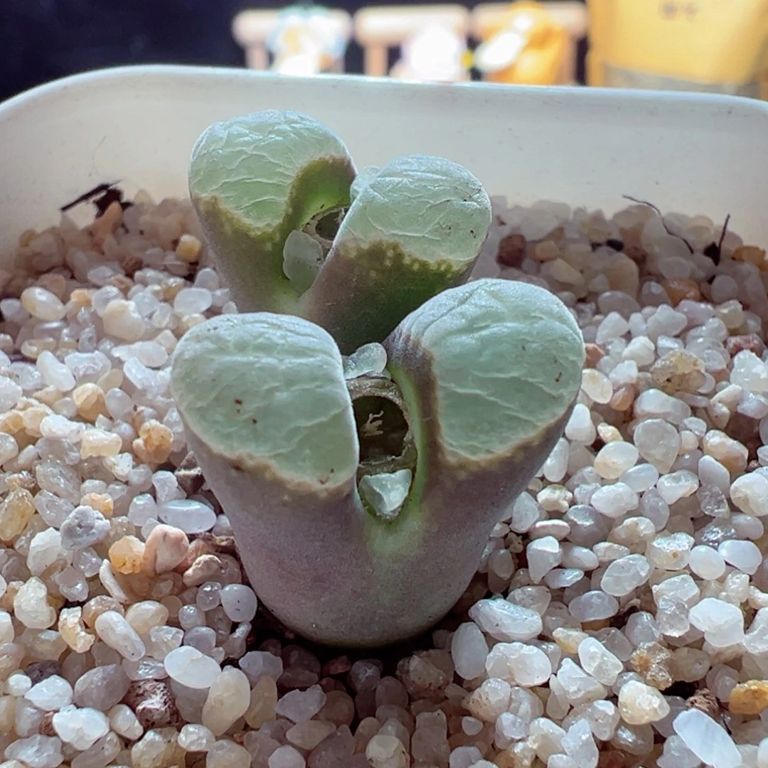 1226-706多肉多肉极窗风铃