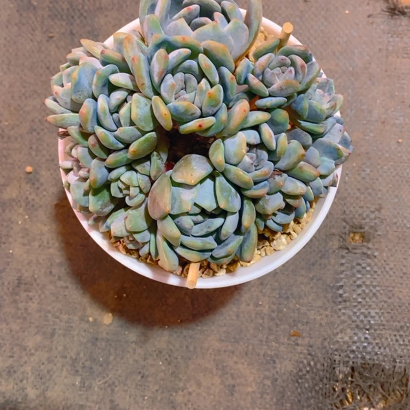 【闪购商品】蹭**撩1111111