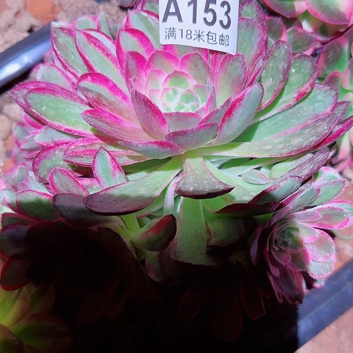 多肉法师孔雀翎朵