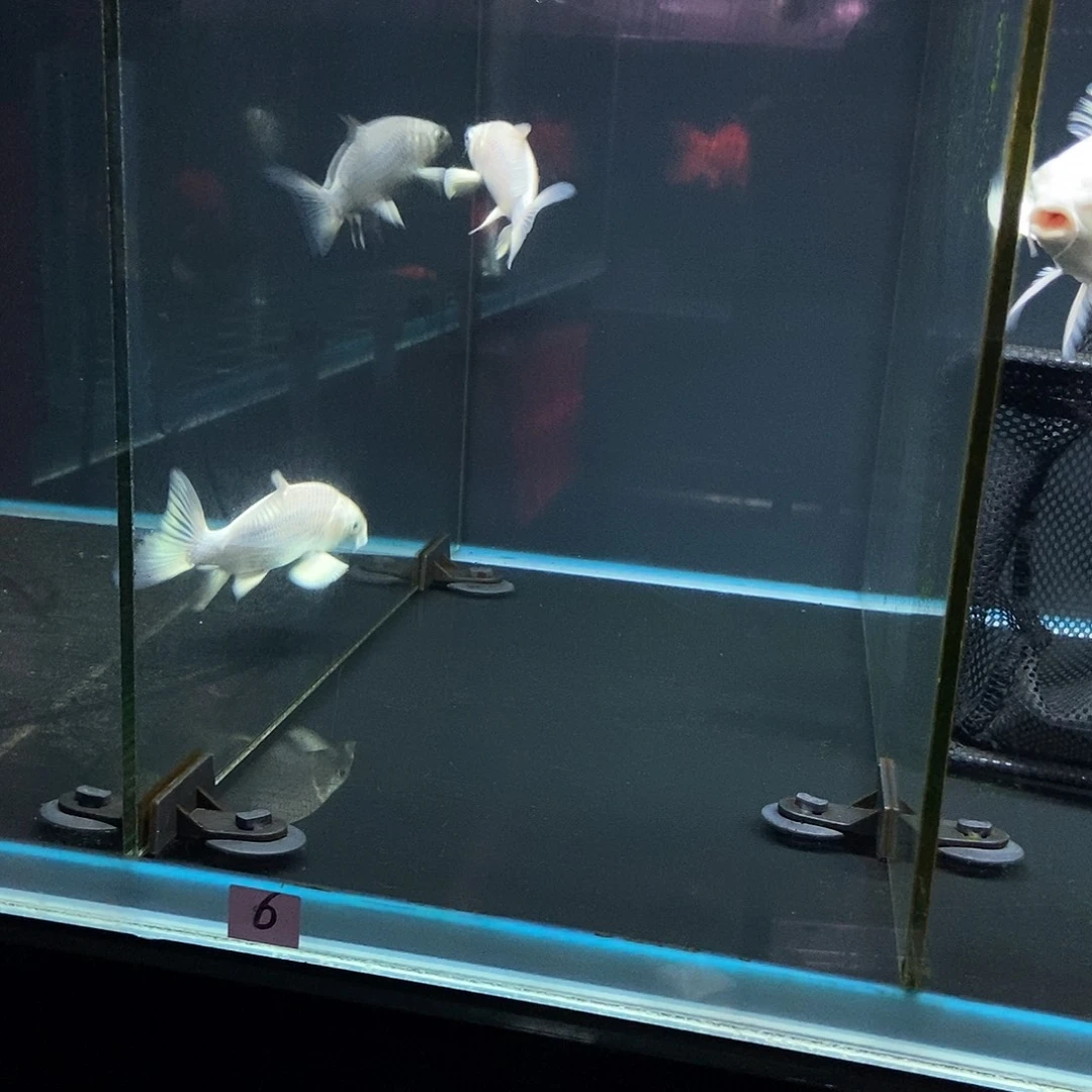 乡***忠蝴蝶鲤鱼6号白色蝴蝶鲤一条