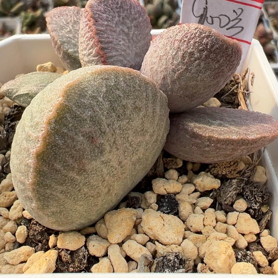 900号磨砂蛋系多肉植物水泡