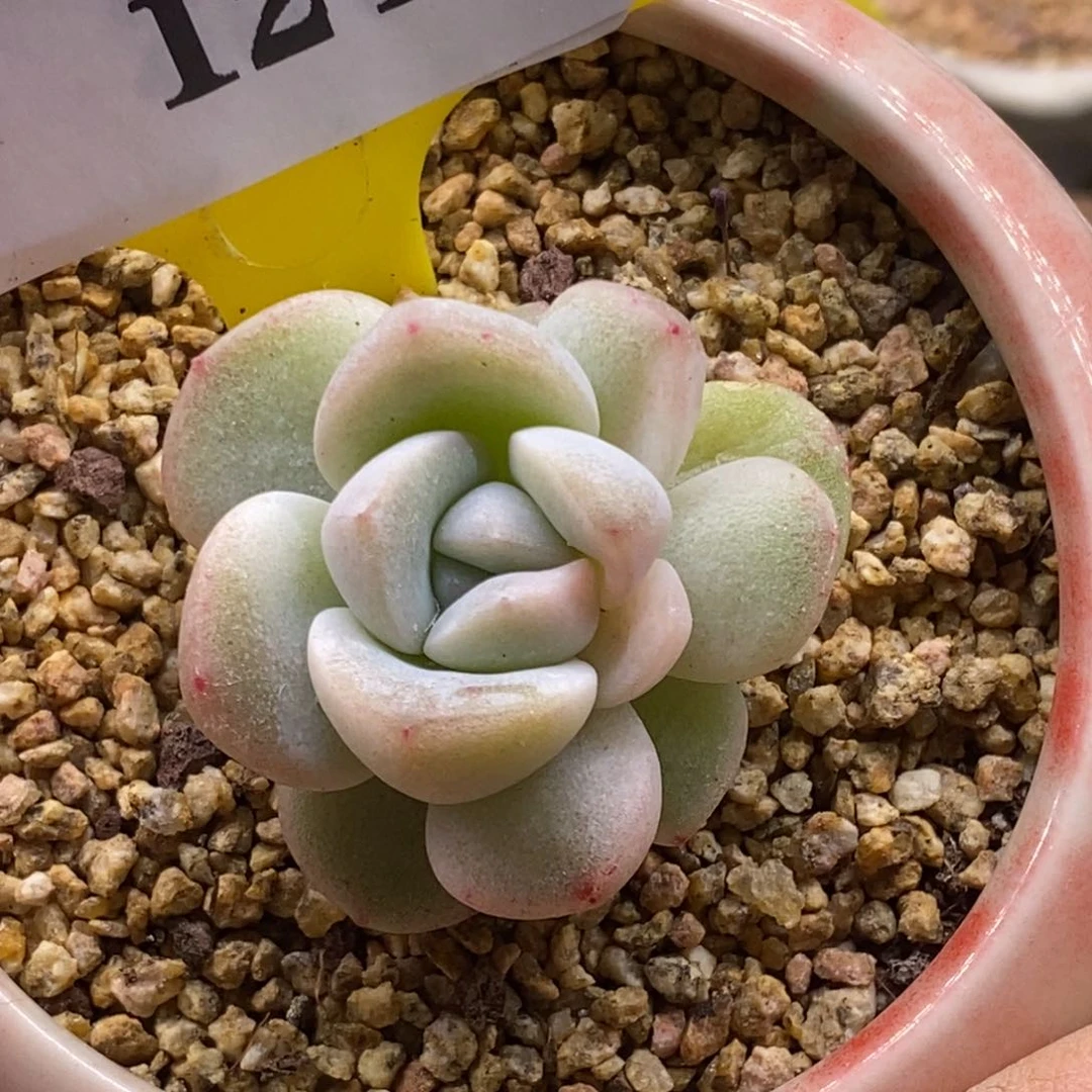 3124冰玉白锦多肉