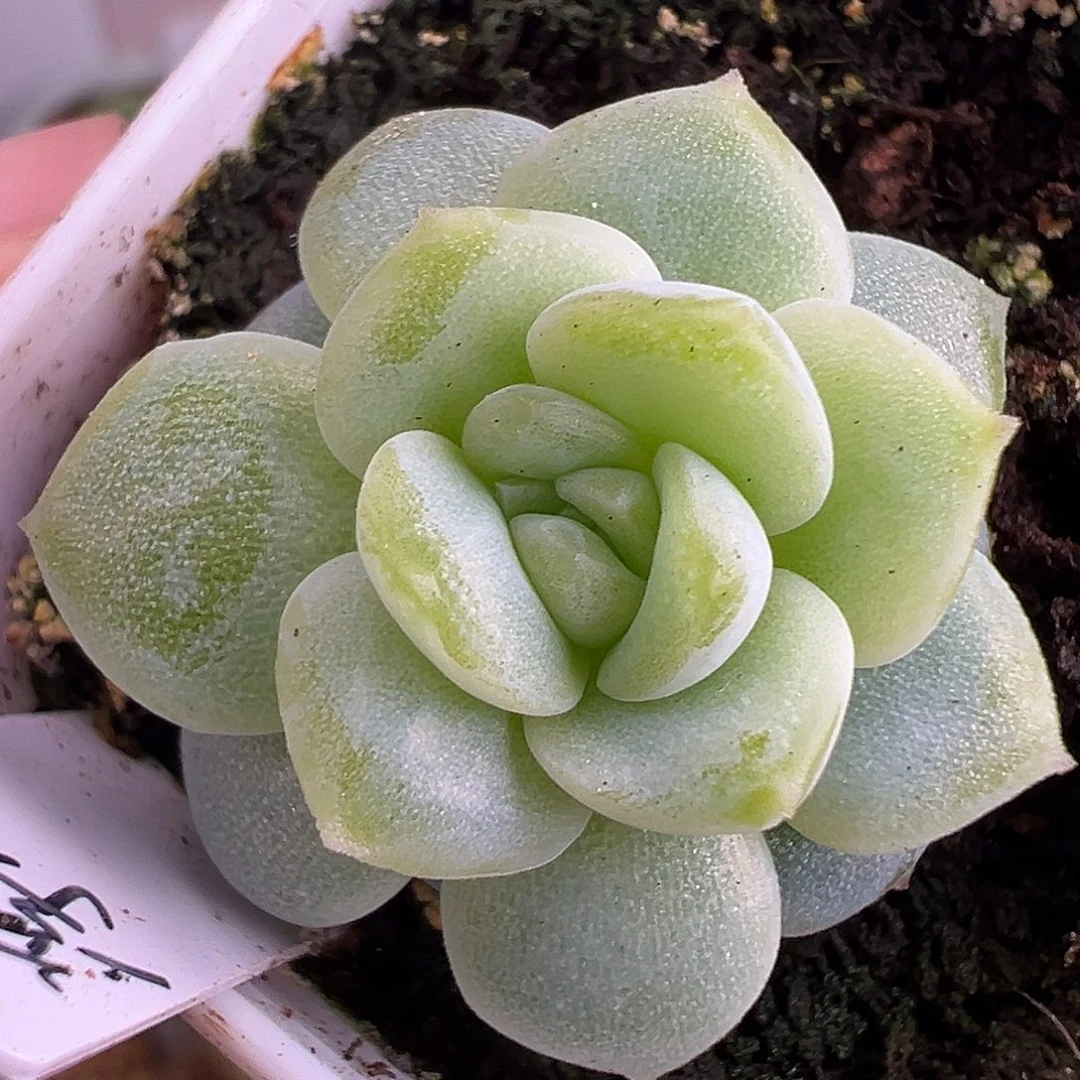 假霜降。浮光。新品