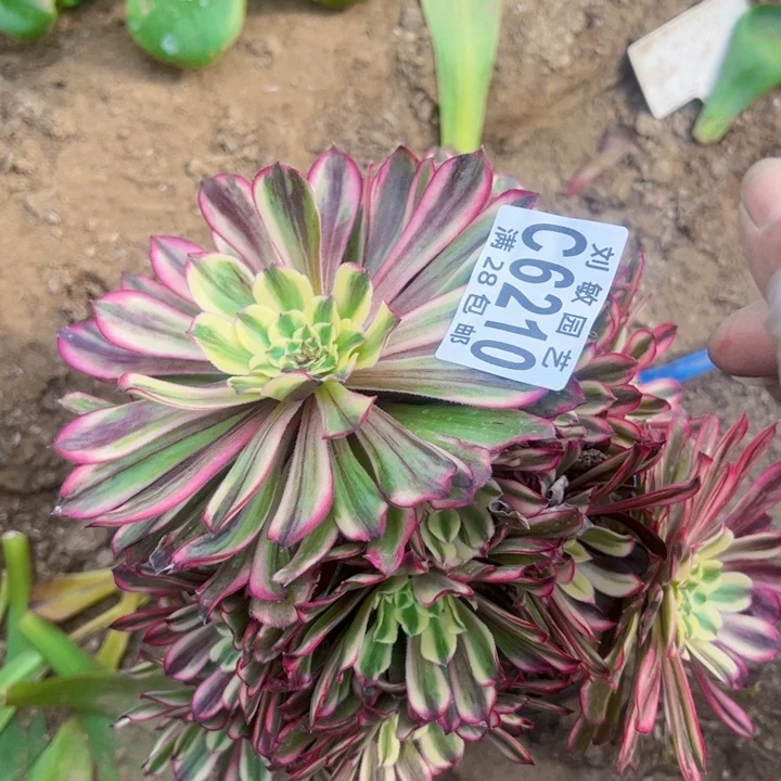 水彩画多肉植物法师6210