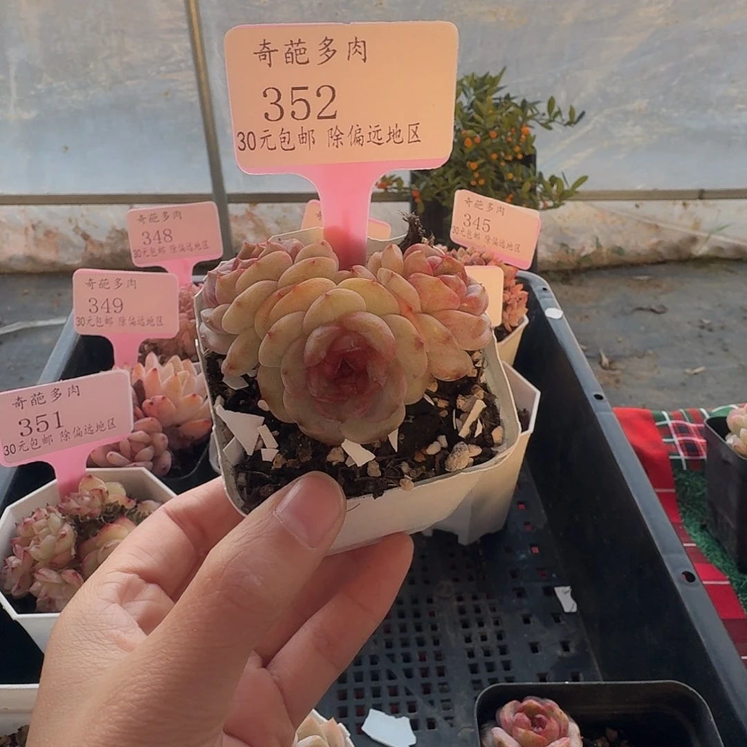352 脱土 一物一拍 不包整
