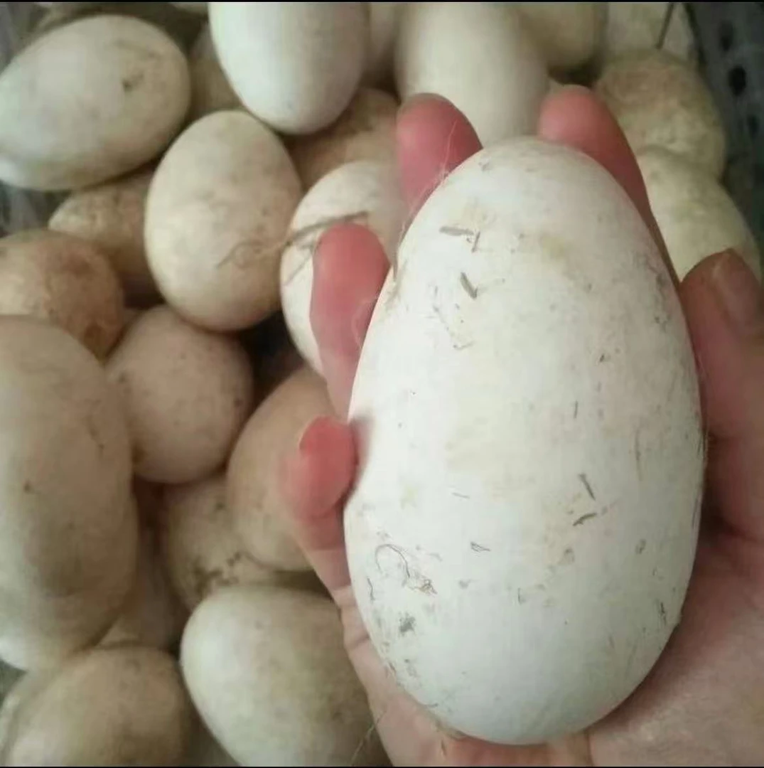 【农家土鹅蛋】个头大克重新鲜发货