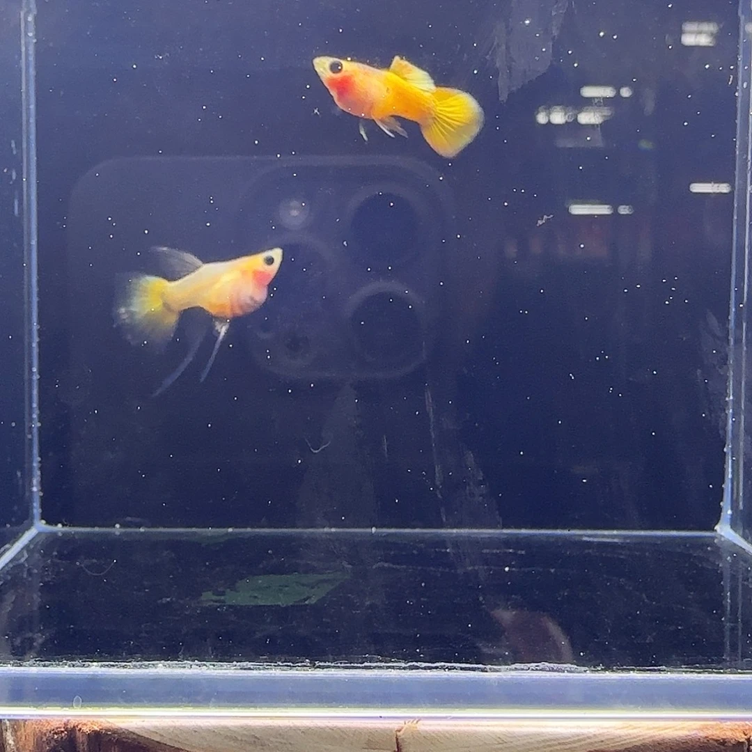 孔雀鱼黄金玻璃猫球c26