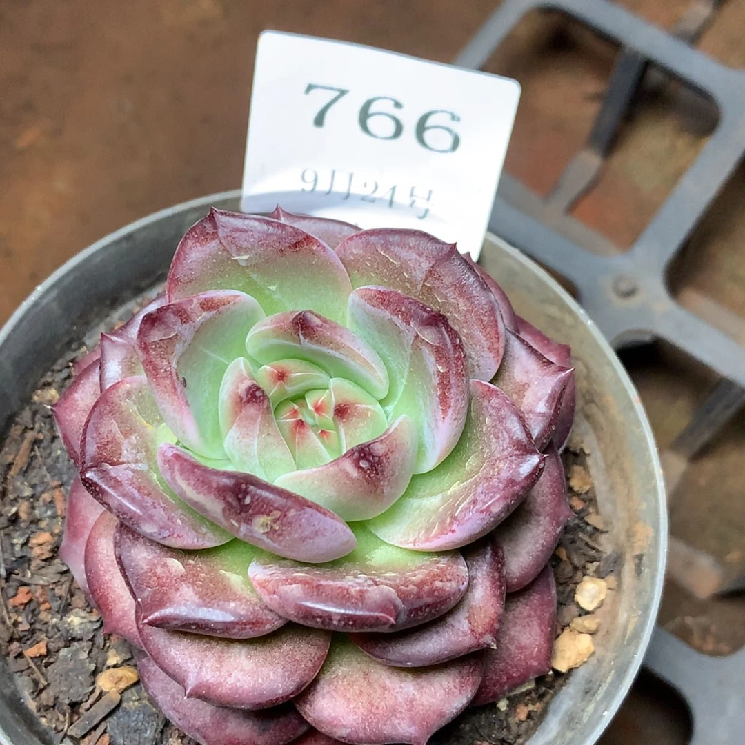 【闪购商品】云766号夜魔侠5厘米