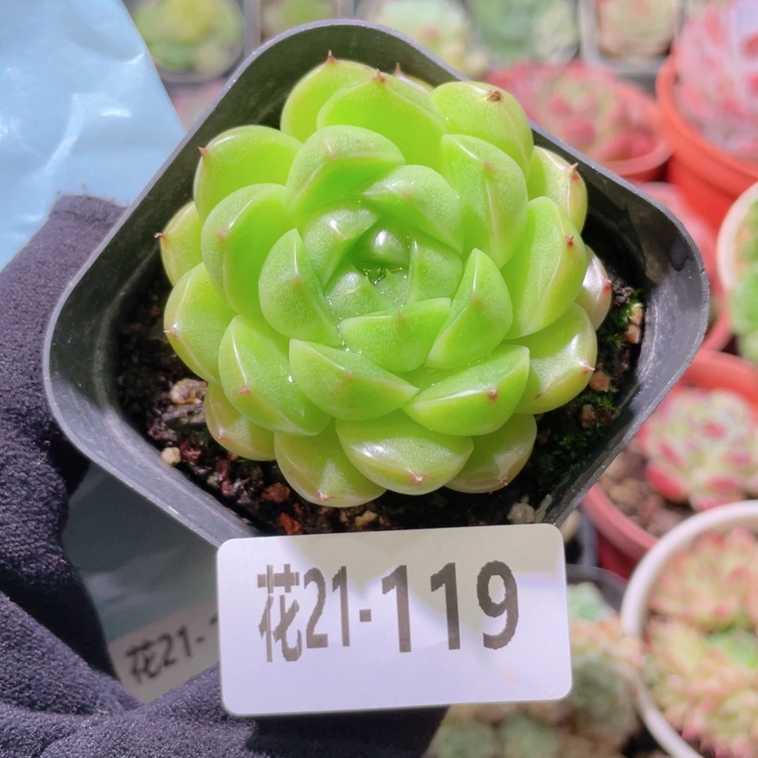 花利美21-119麦秆