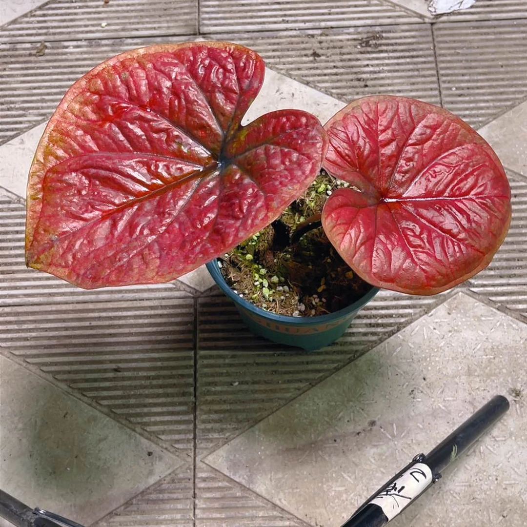 完全开放8547泰彩