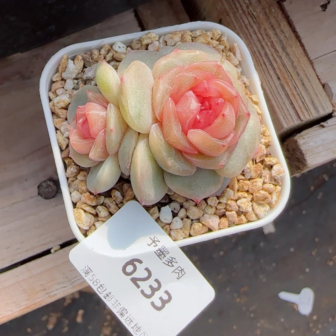 彩恋，6233多肉植物