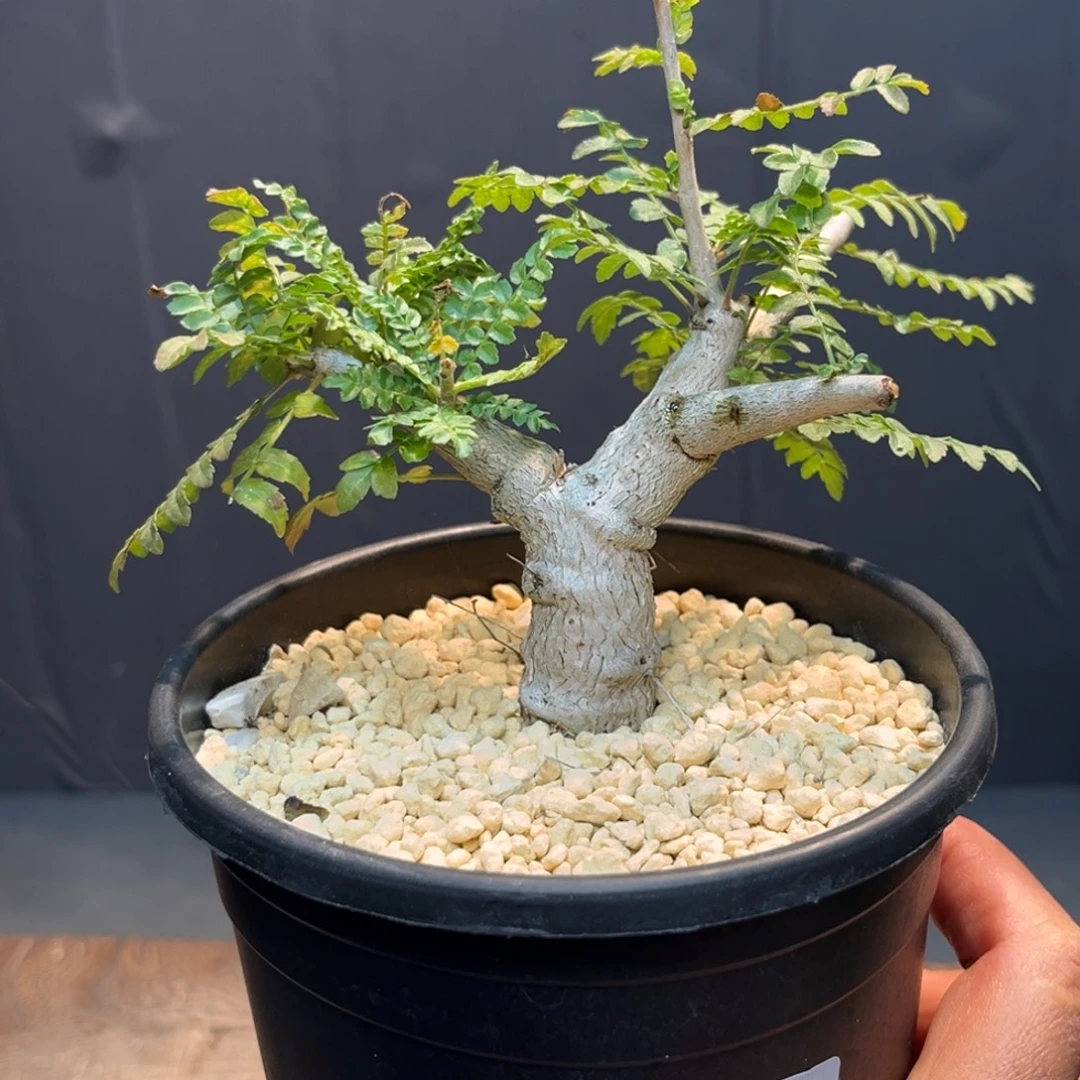 尼勒达278Zzzzzzzzzzzzzzz