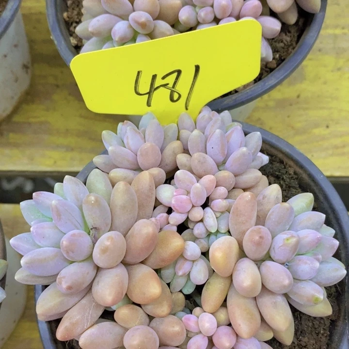 开心多肉2周年快乐，