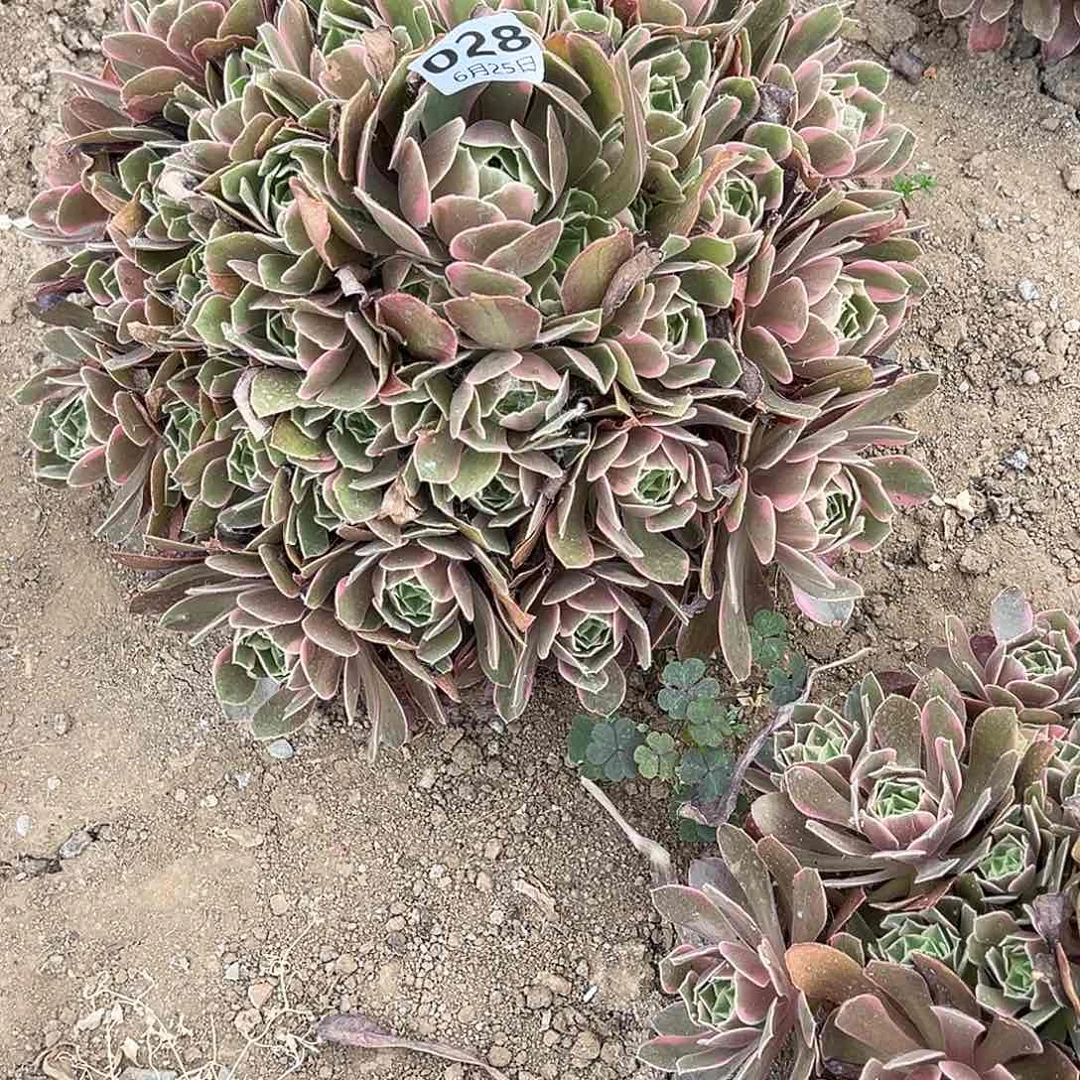 6.25.28妖月多肉植物4