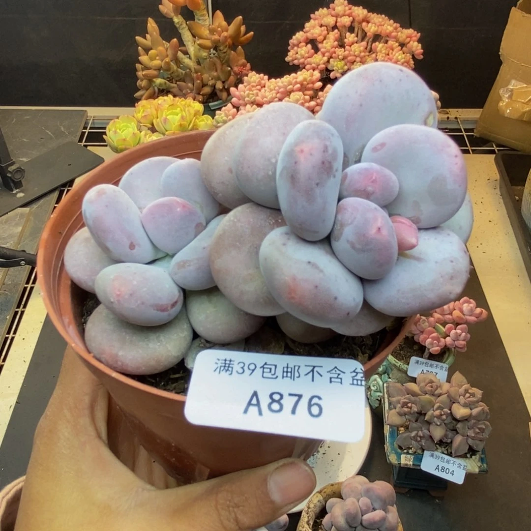 876大叶奶多肉8c m