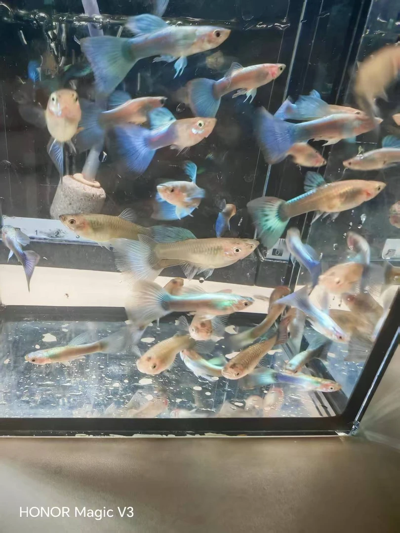 银色星河孔雀鱼带肚孕母小型热带观赏鱼适合新手皮实好养