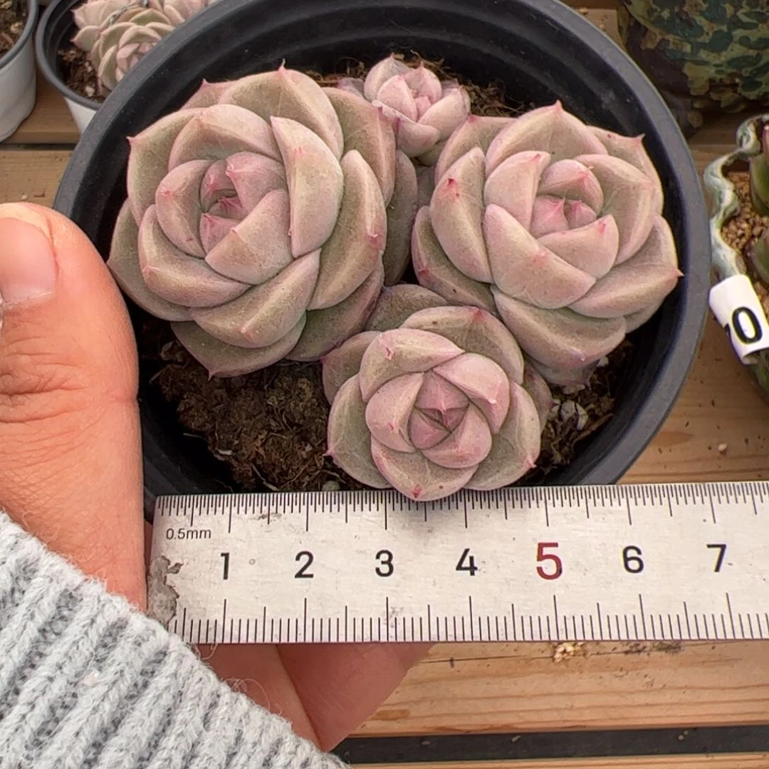 小*嗝680 多肉植物组合盆栽