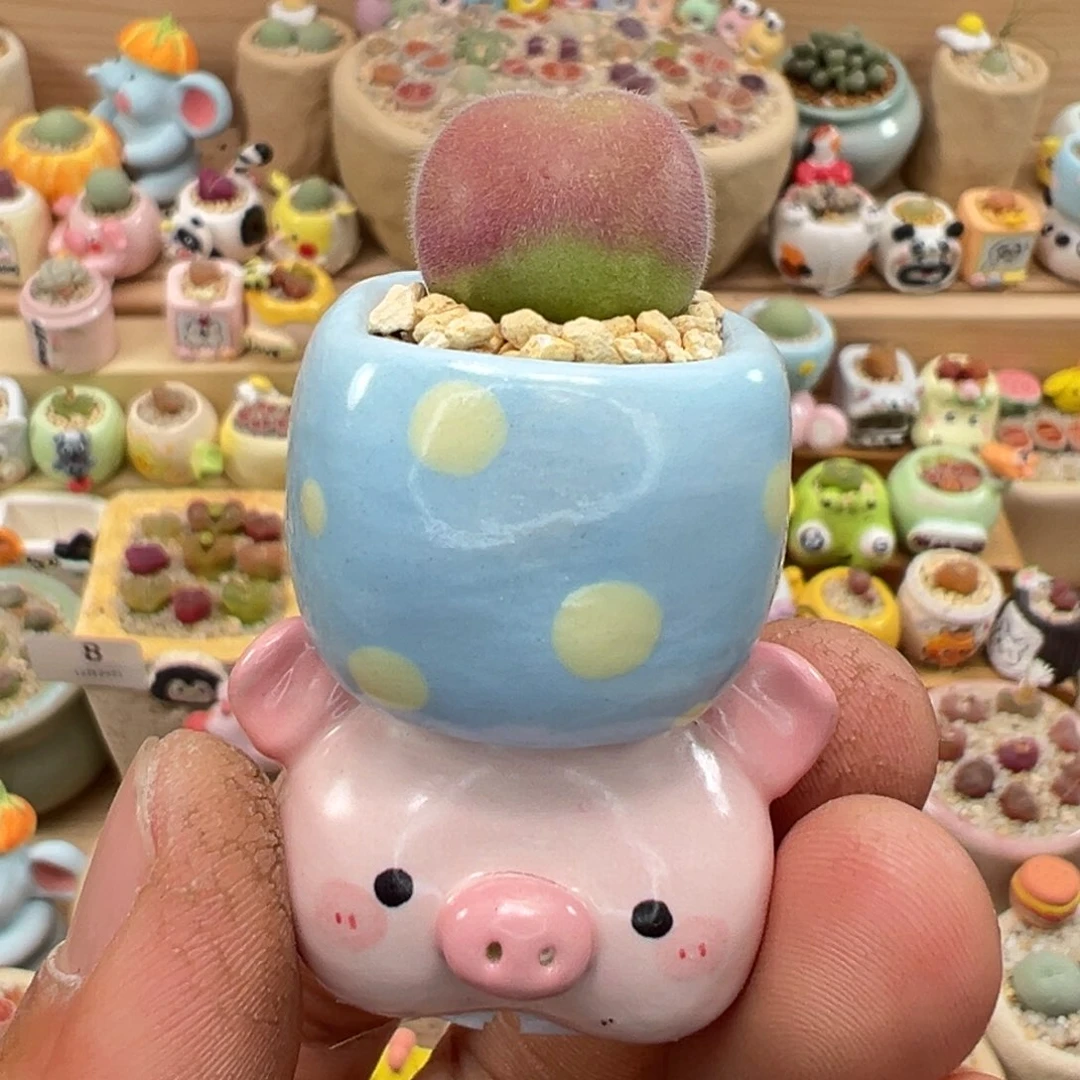 多肉植物12号长毛翠滴带盆