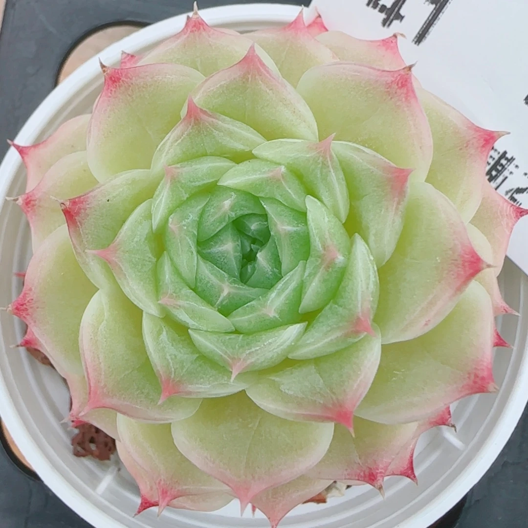 花语逸镜0925-41麦女