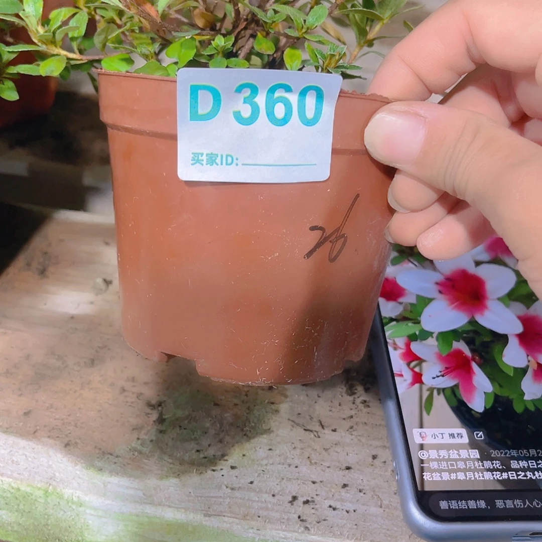 无花朵直播时间一直一直