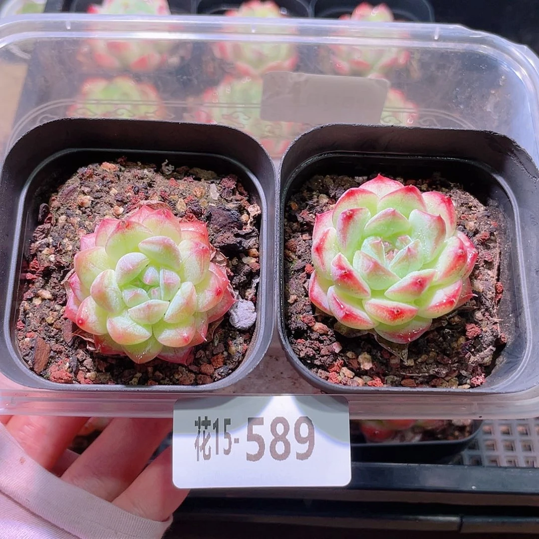 花利美15-589白桃汽水2颗