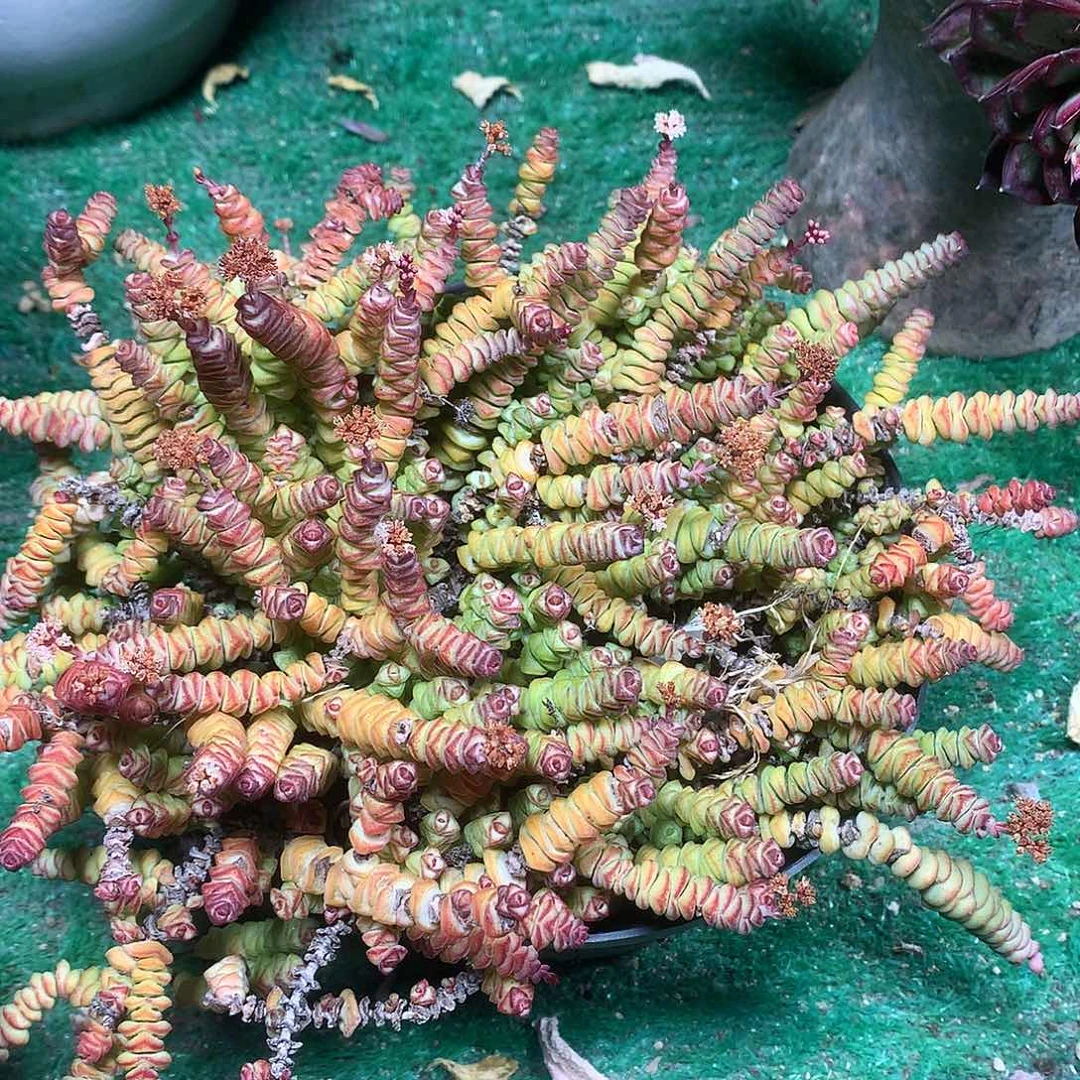 钱串子散一物一拍