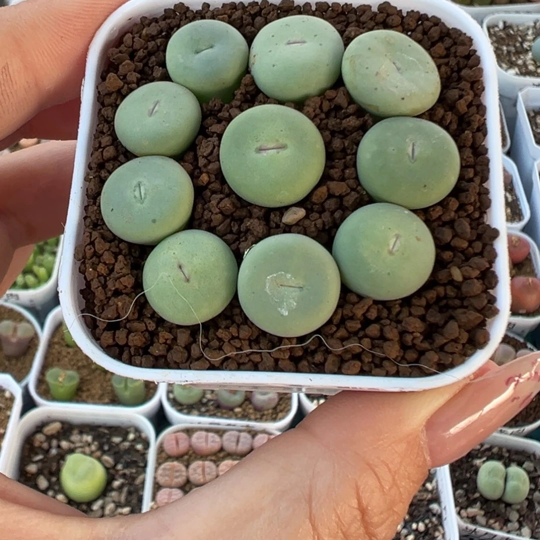 654大型红嘴裸根发货
