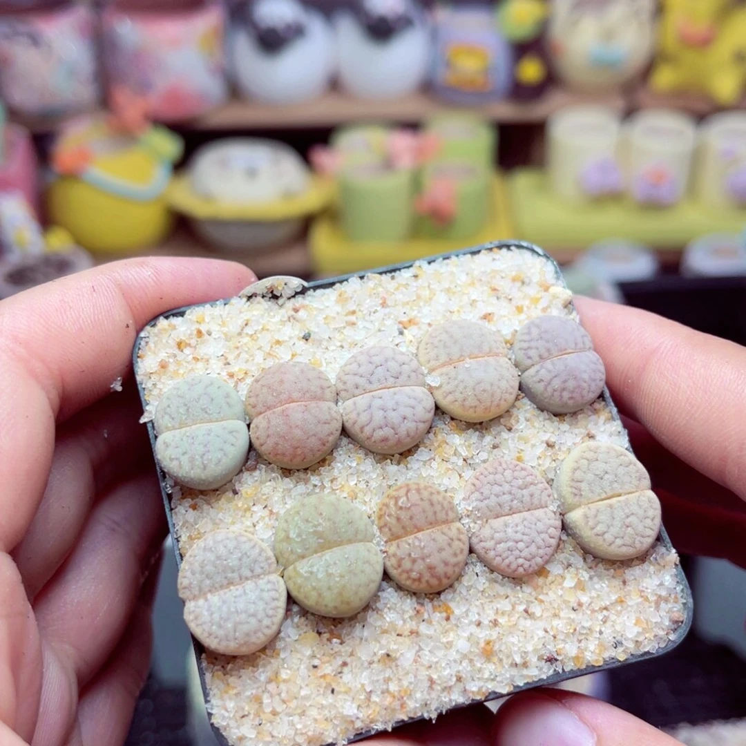 13号带盆包邮发货