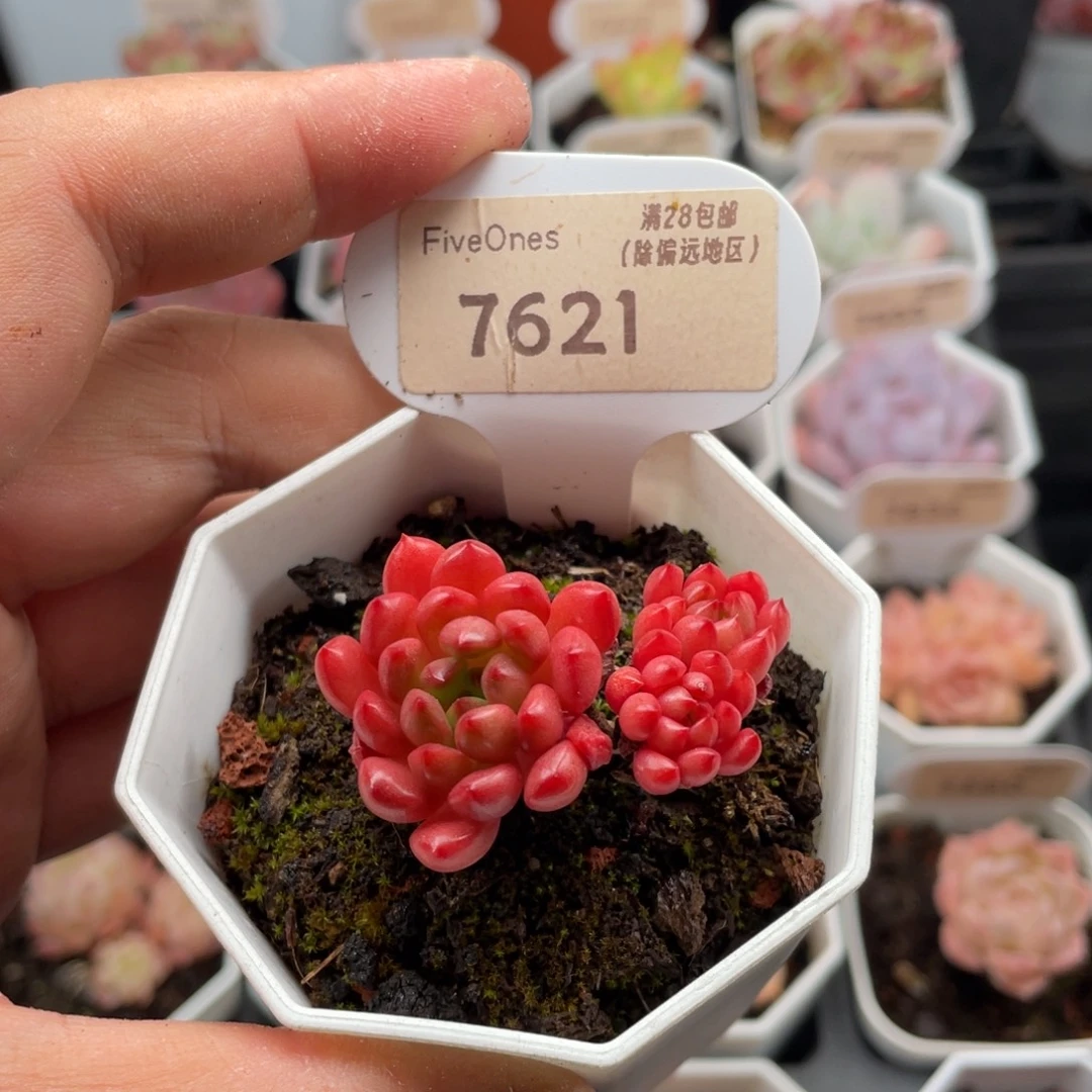 鸡血红宝石7621-4.5厘米