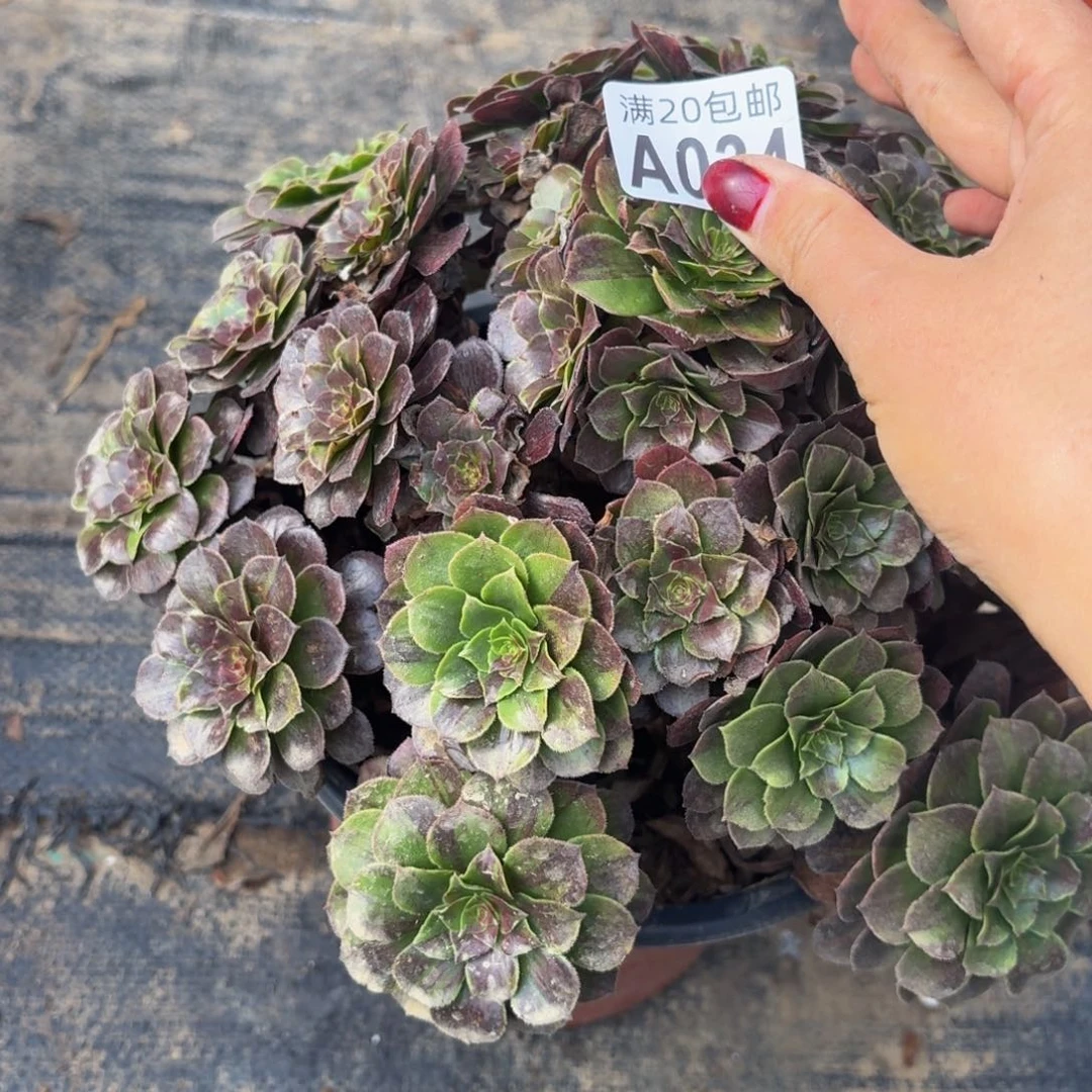 34多肉植物捧花的不包断肢多肉