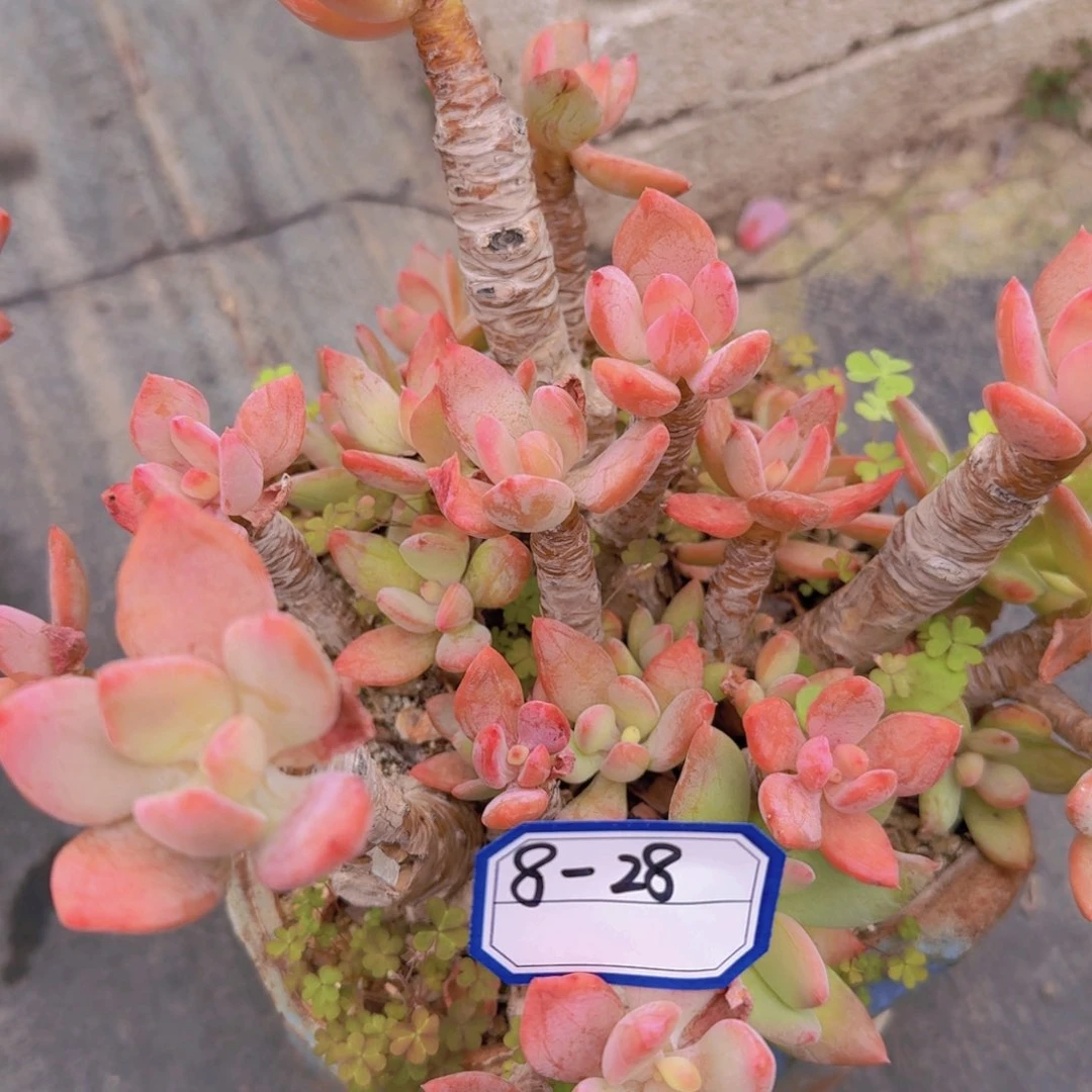 8-28芒果//美人凡艺多肉