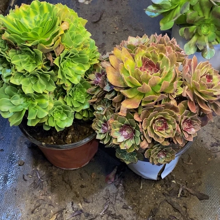 两盆多肉断头不包0382