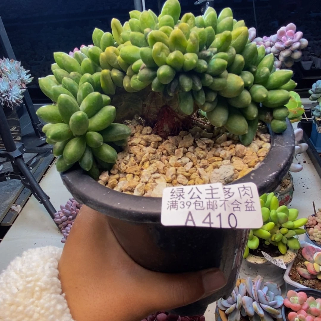 410香蕉树缀多肉9cm