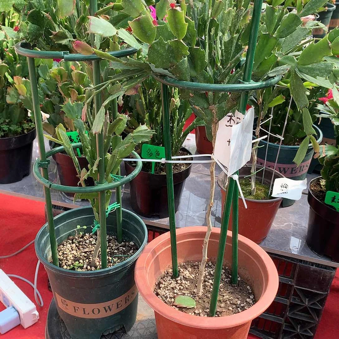 金***享两颗叶仙嫁接蟹爪兰一物一拍