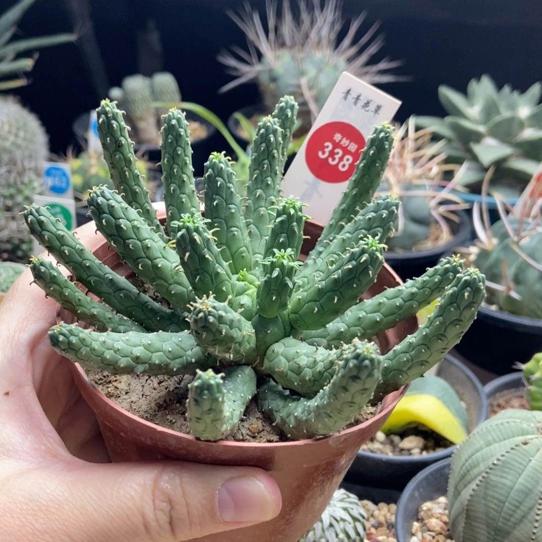 阎魔大戟一颗仙人球