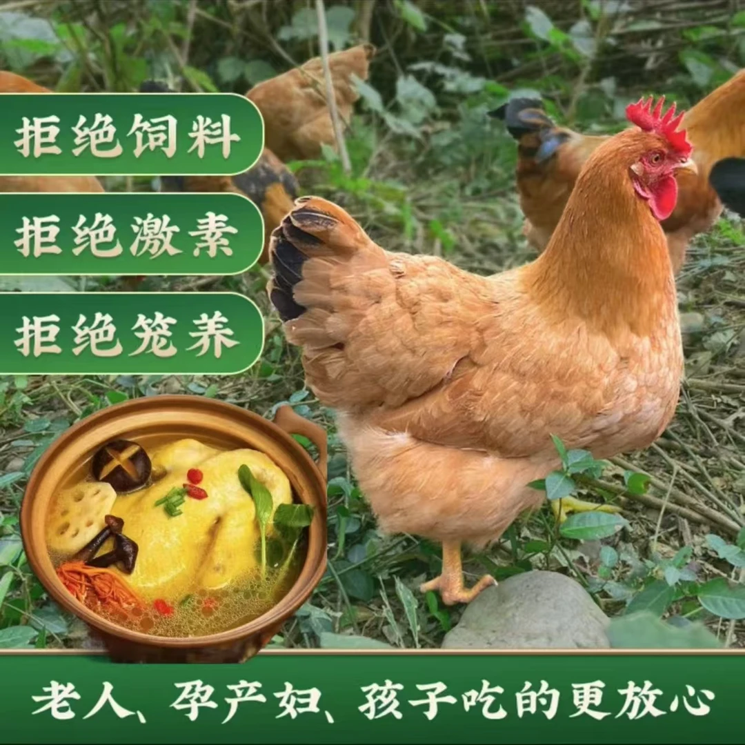 精选三只高山散养散放老母鸡新鲜宰杀顺丰包邮